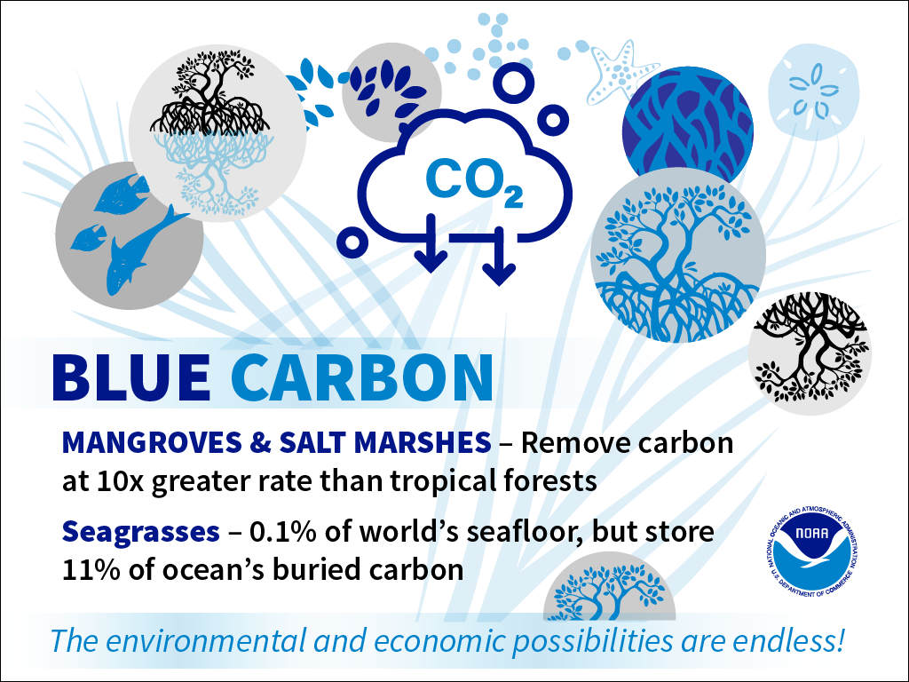 Blue Carbon infographic