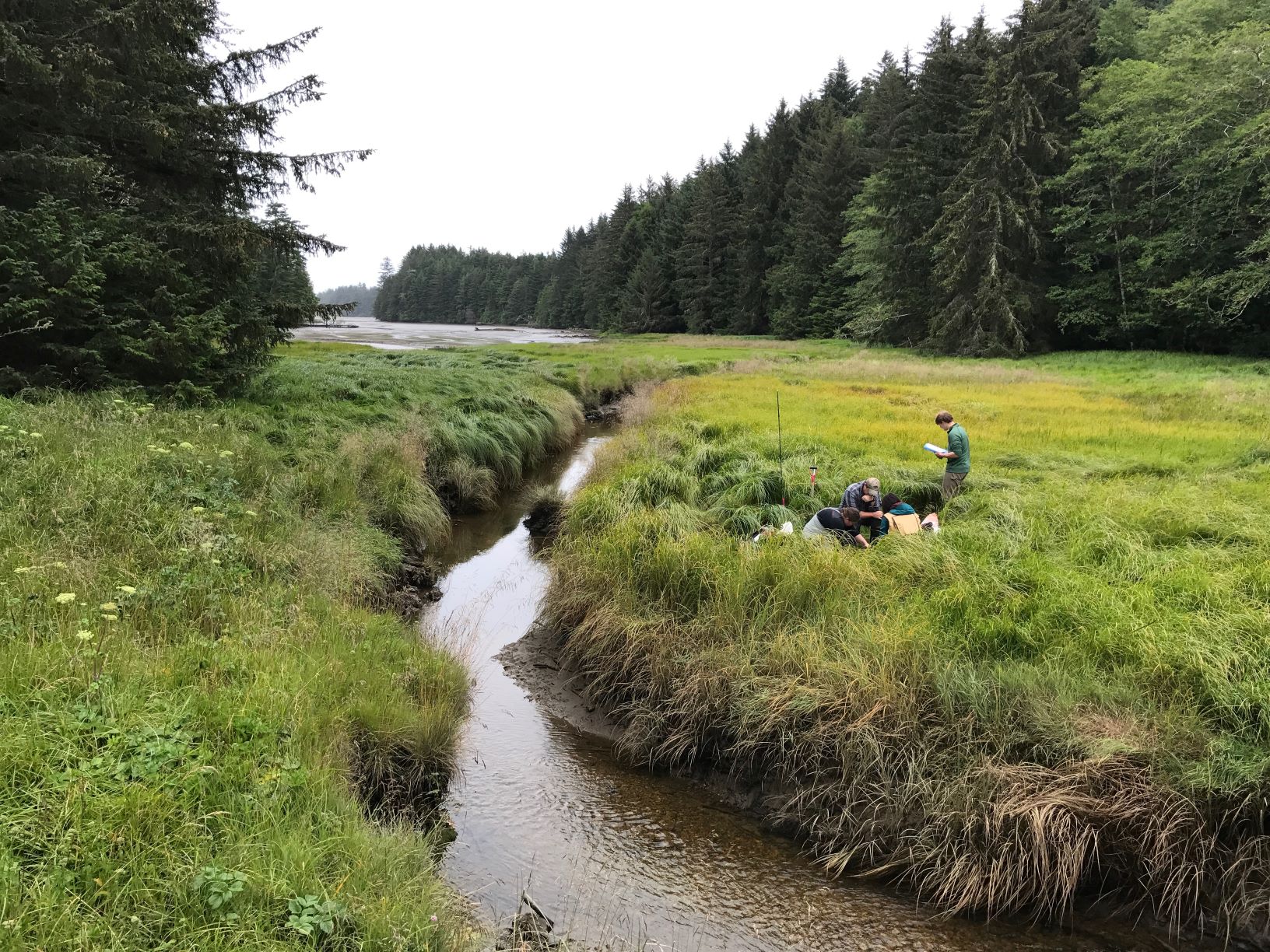 A creek runs through marsh and forests