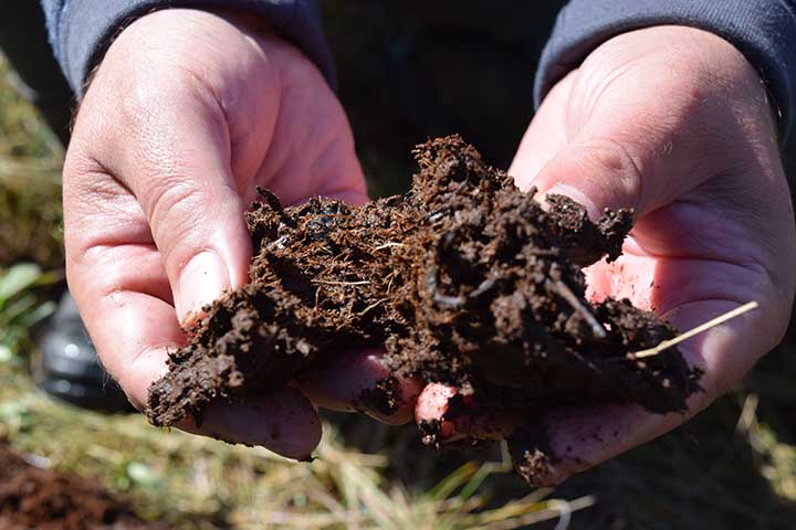 Two hands hold a clump of soil