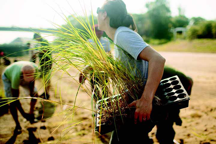 A person carries grass seedlings to a group of workers on a sandy shoreline.