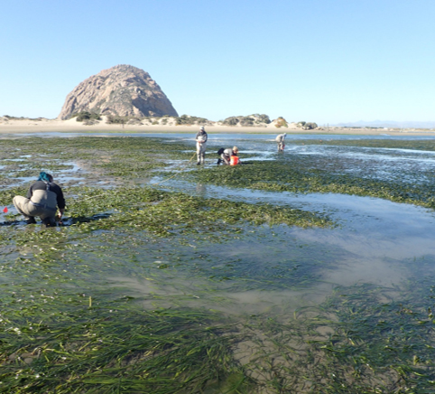 People on a beach work in seagrass beds. A large rock is in the background.
