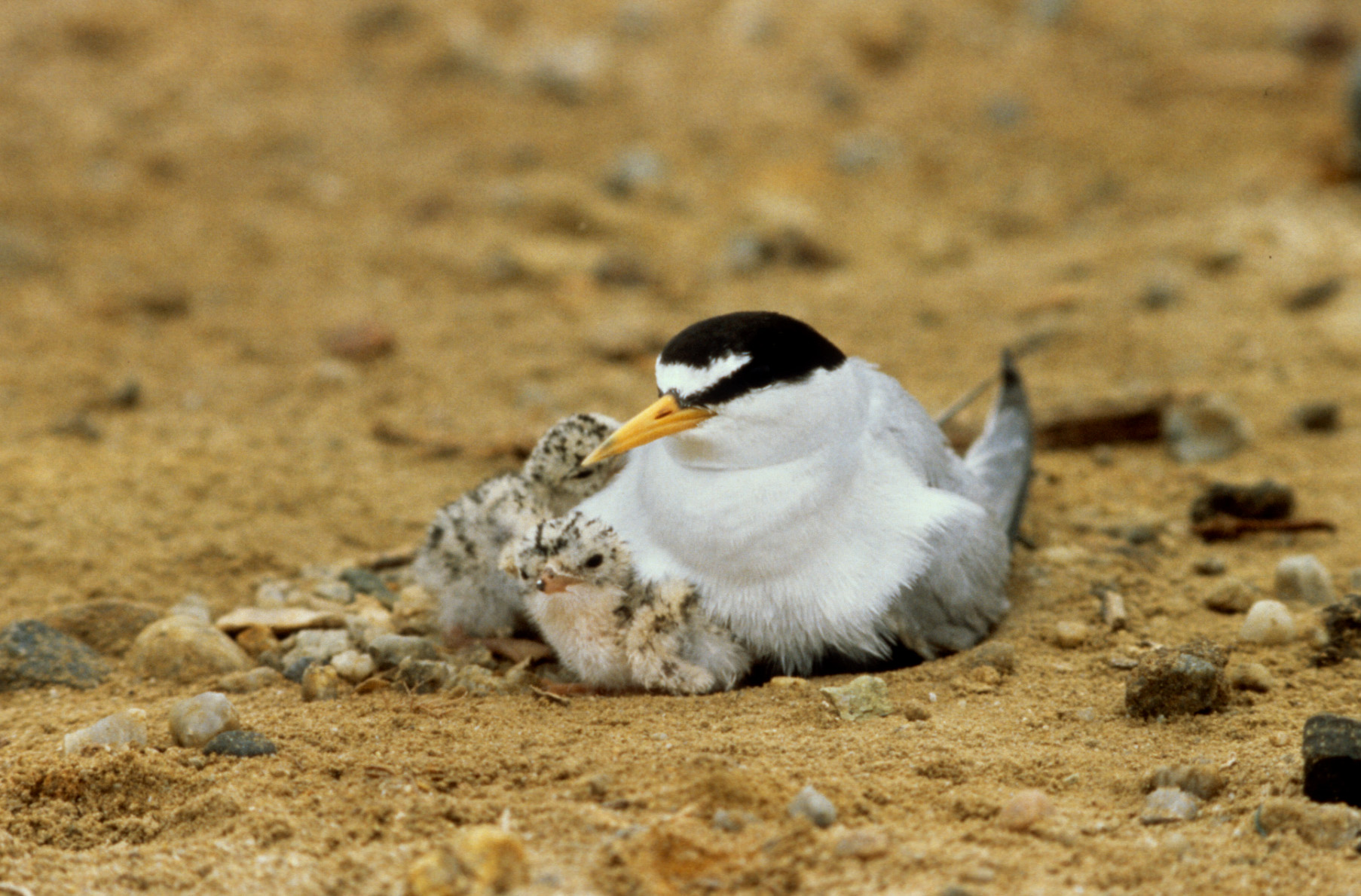 A black and white bird with an orange beak next to  two speckled chicks.